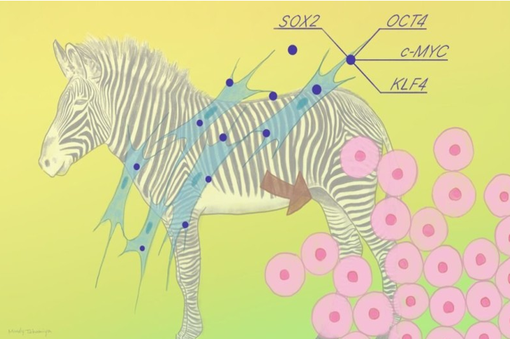 یادگیری از سلول‌های بنیادی گورخر در حال انقراض